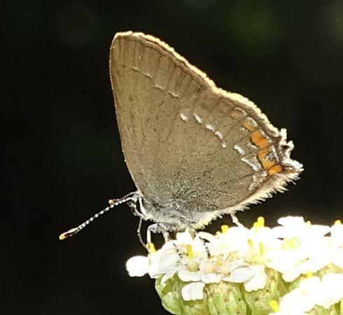 Réf. 233 884 : Satyrium acaciae